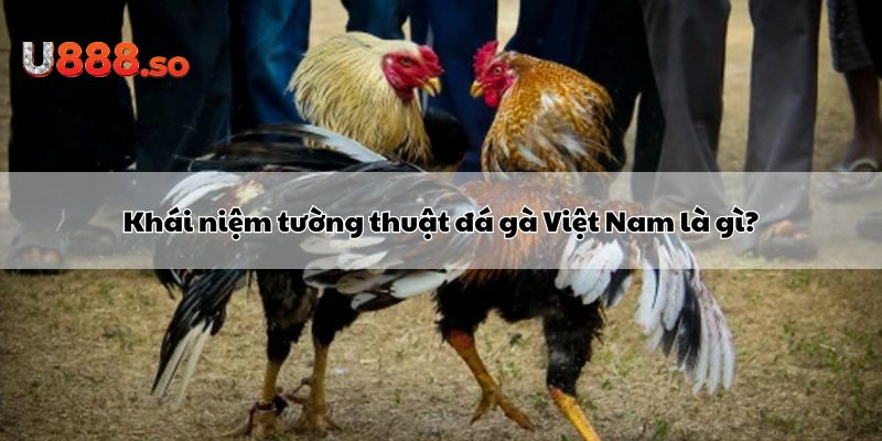 Khái niệm tường thuật đá gà Việt Nam là gì?